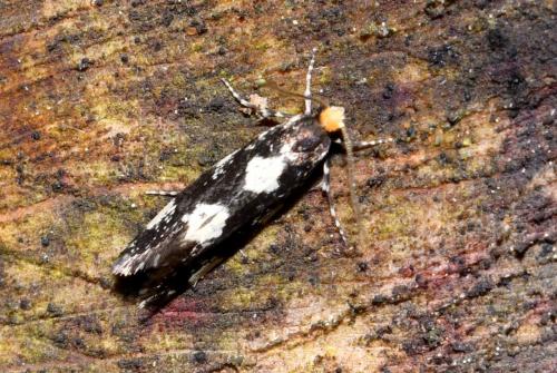 Réf. 206 762 : Triaxomera fulvimitrella